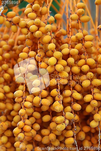 Image of Bbright orange fruits of palm