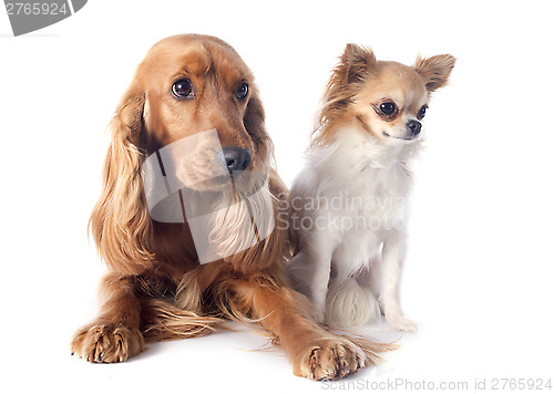 Image of english cocker and chihuahua