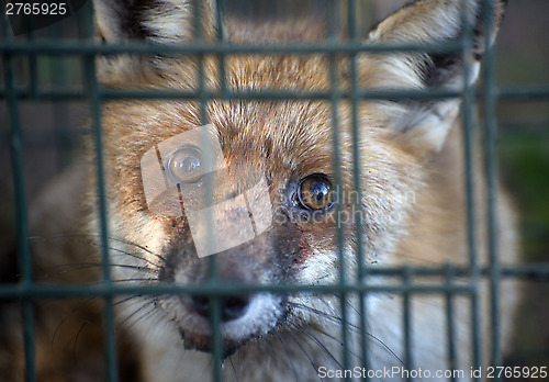 Image of red fox in cage