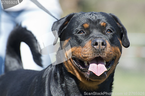 Image of rottweiler