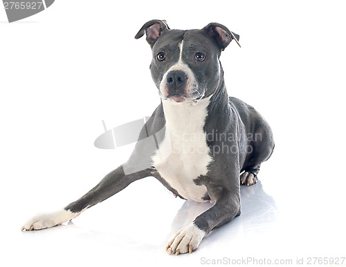 Image of american staffordshire terrier