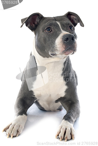 Image of american staffordshire terrier