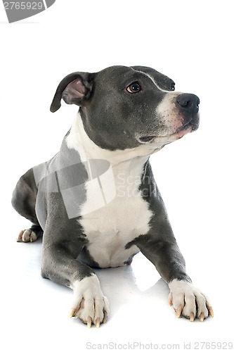 Image of american staffordshire terrier