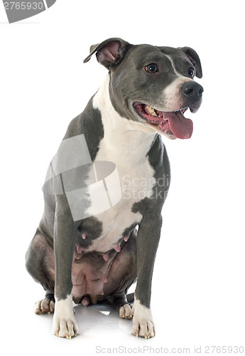 Image of american staffordshire terrier