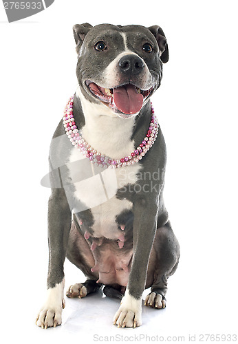 Image of american staffordshire terrier
