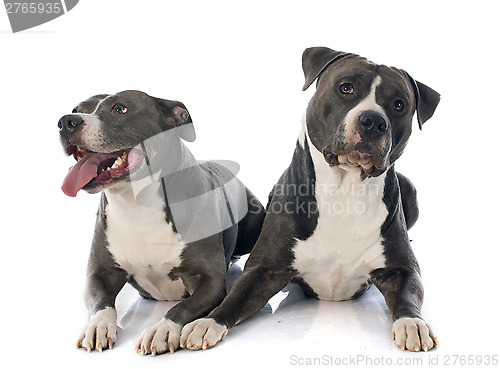 Image of two american staffordshire terrierw