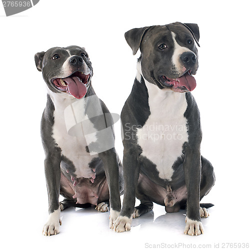 Image of two american staffordshire terrierw
