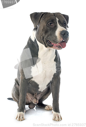 Image of american staffordshire terrier