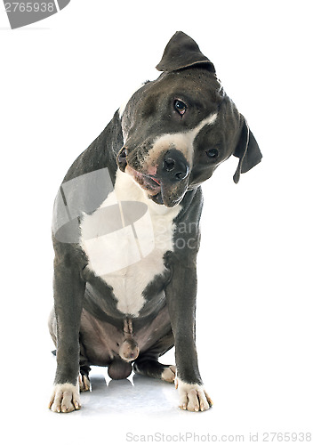 Image of american staffordshire terrier