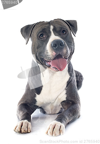 Image of american staffordshire terrier