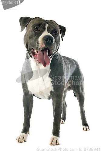 Image of american staffordshire terrier