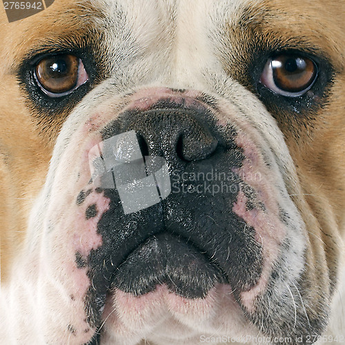 Image of english bulldog 