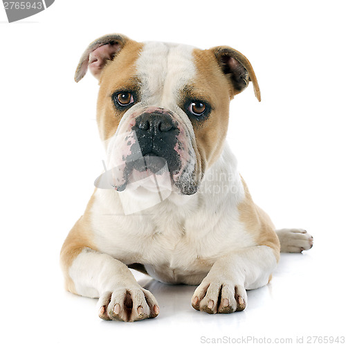 Image of english bulldog 