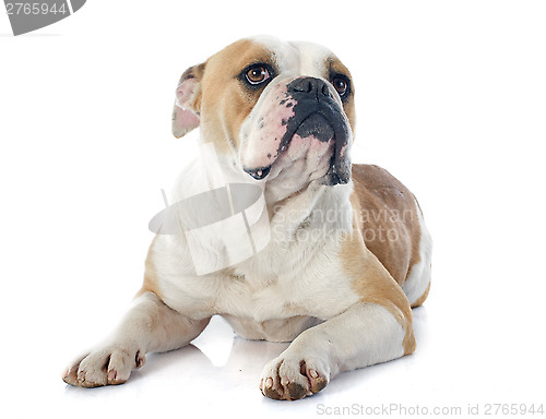 Image of english bulldog 