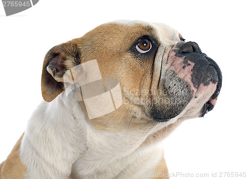 Image of english bulldog 