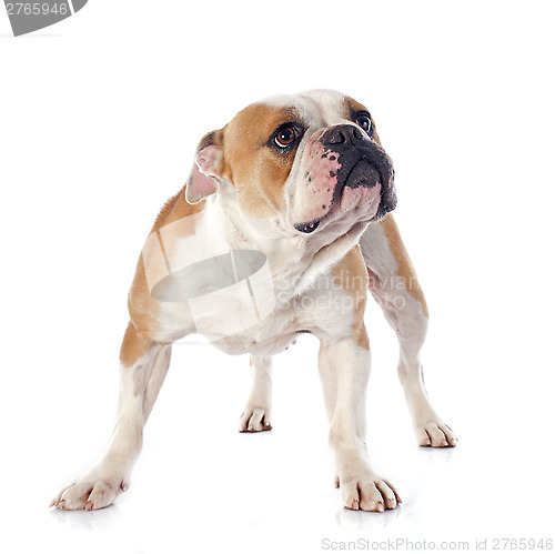 Image of english bulldog 