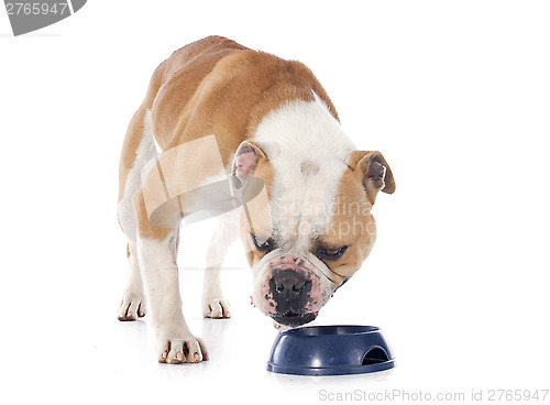 Image of english bulldog 
