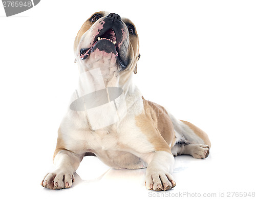 Image of english bulldog 