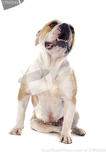 Image of english bulldog 