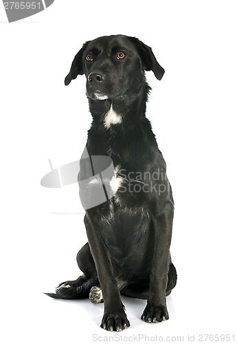 Image of crossbred labrador