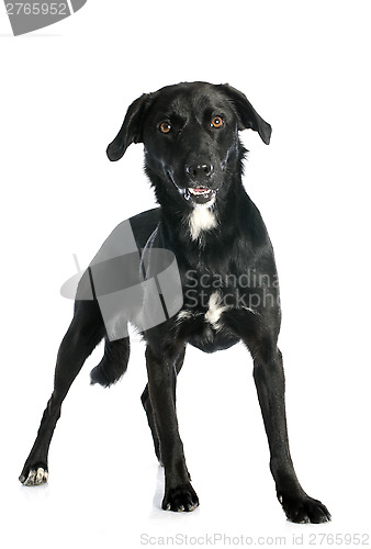 Image of crossbred labrador