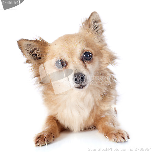 Image of chihuahua