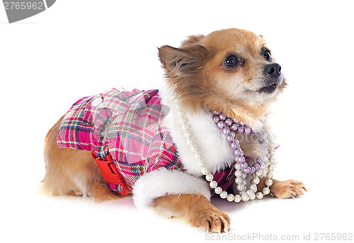 Image of chihuahua