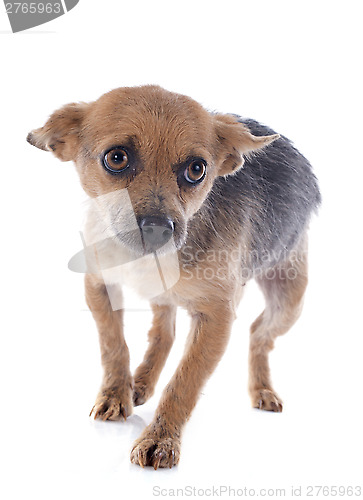 Image of crossbred chihuahua