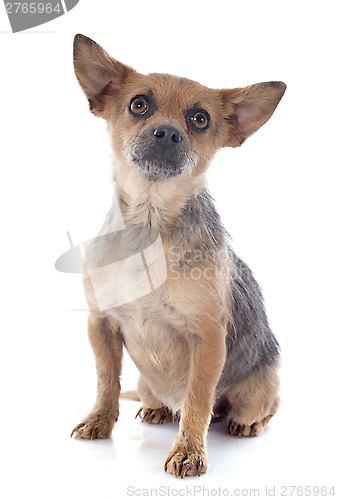 Image of crossbred chihuahua