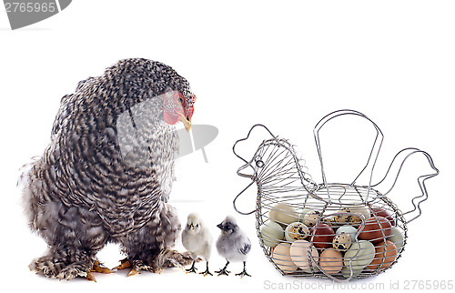Image of eggs basket, chicken and chick