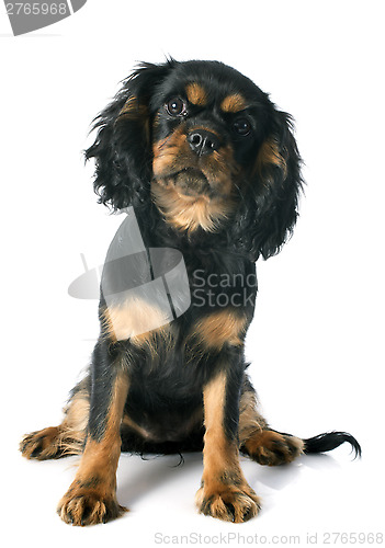 Image of puppy cavalier king charles