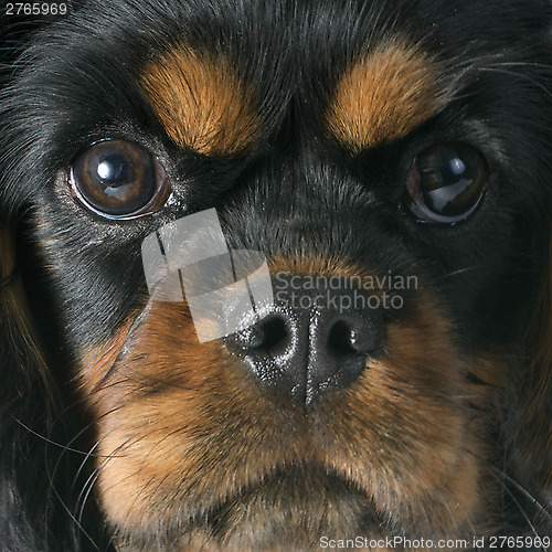 Image of puppy cavalier king charles