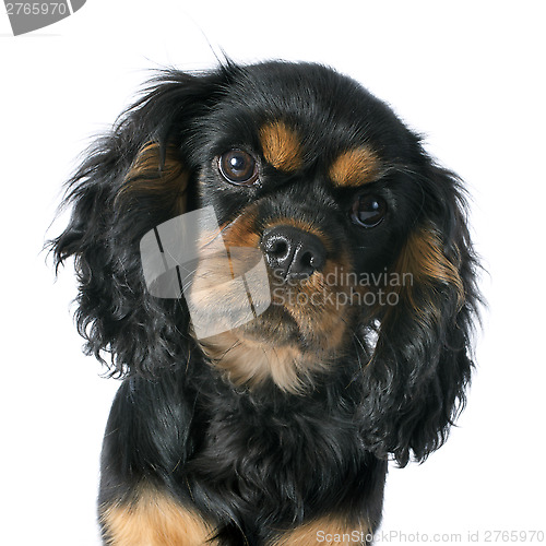 Image of puppy cavalier king charles