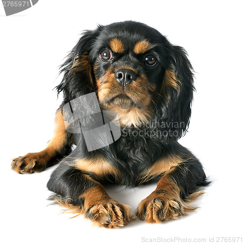 Image of puppy cavalier king charles