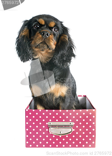 Image of puppy cavalier king charles