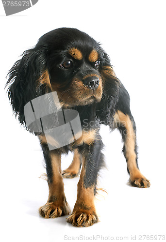 Image of puppy cavalier king charles