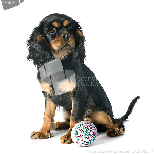 Image of puppy cavalier king charles