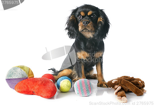 Image of puppy cavalier king charles