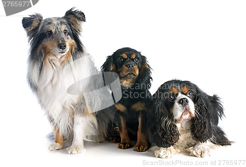 Image of three dogs