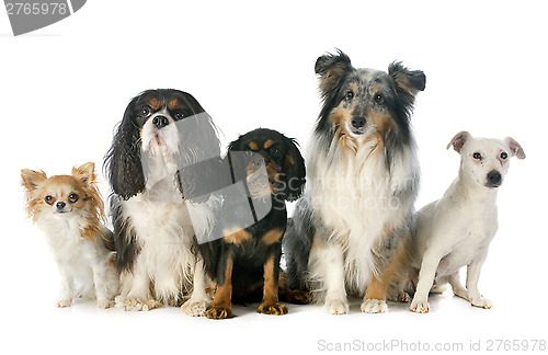 Image of five dogs