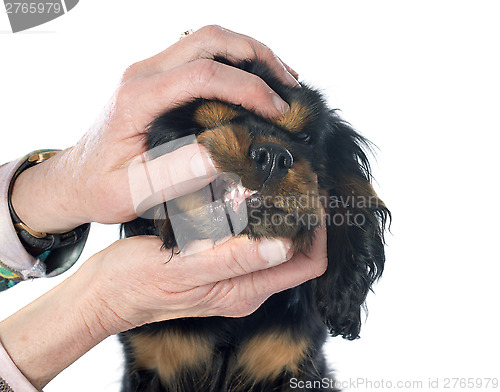 Image of puppy teeth