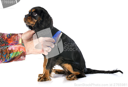 Image of brushing puppy cavalier king charles