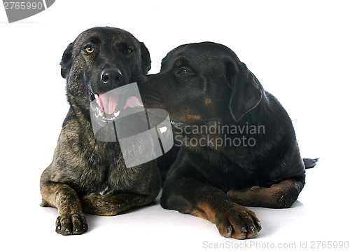 Image of Holland Shepherd and rottweiler