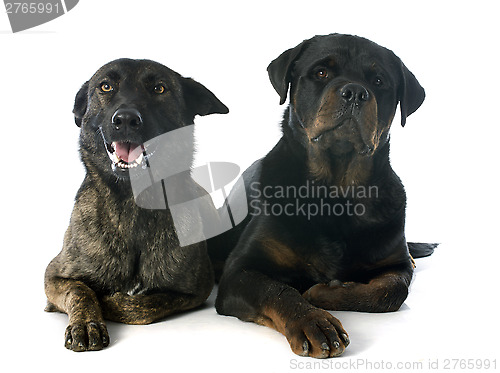 Image of Holland Shepherd and rottweiler