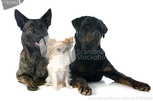 Image of three dogs