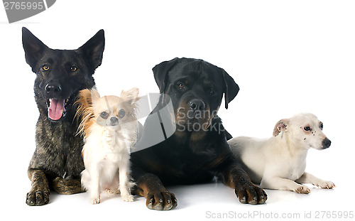 Image of four dogs