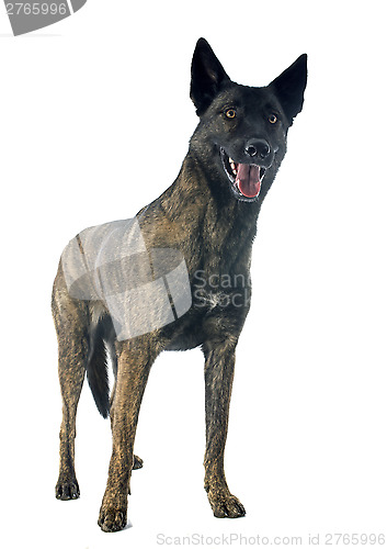 Image of Holland Shepherd
