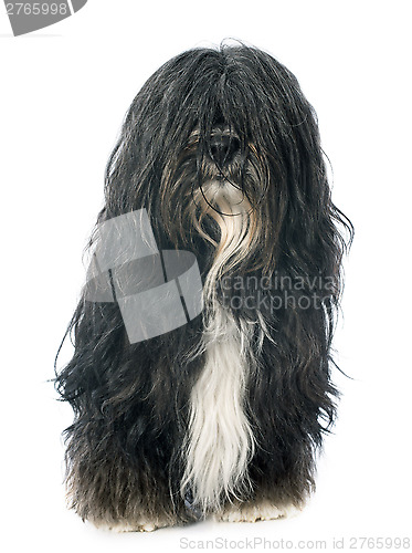 Image of Tibetan terrier