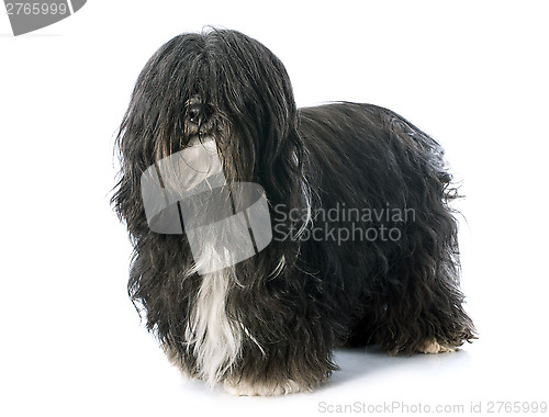 Image of Tibetan terrier