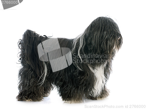 Image of Tibetan terrier